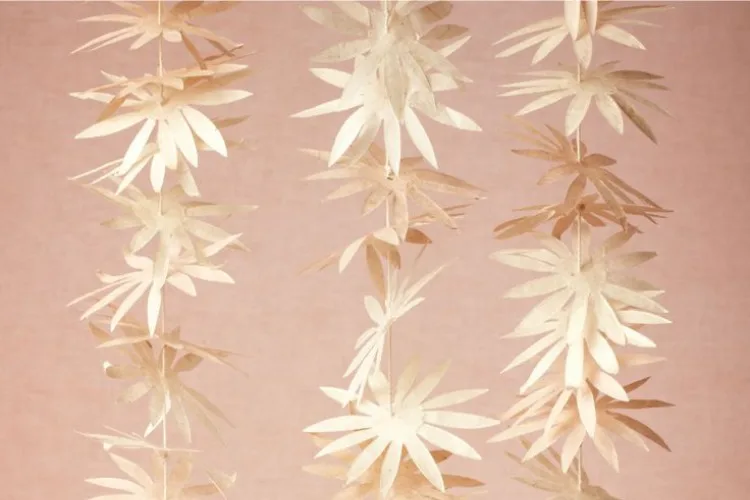 Aster Inspiration